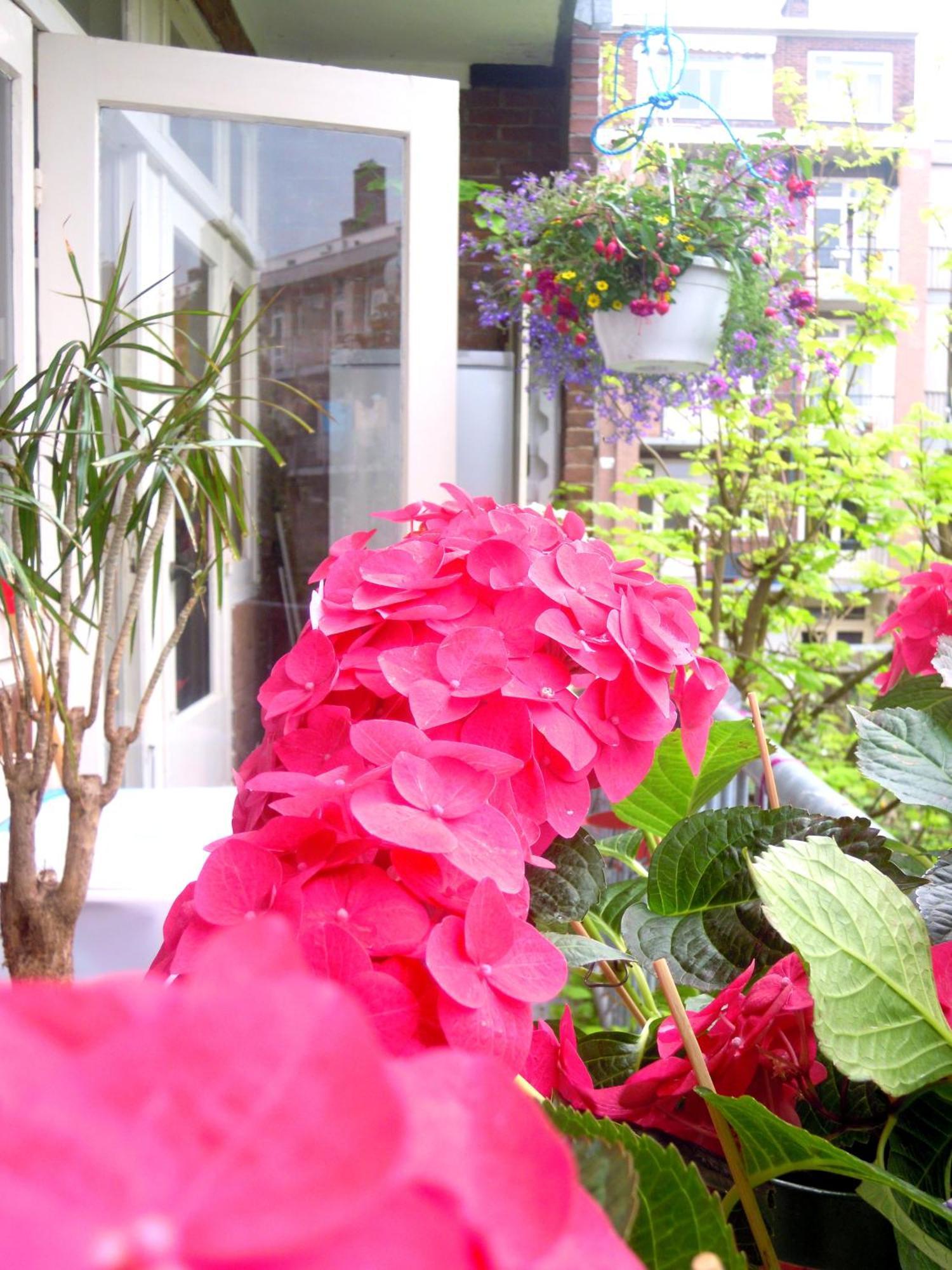 Missortelia B&B Amsterdam Zewnętrze zdjęcie